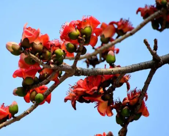 木棉树的特点和外形是怎样的