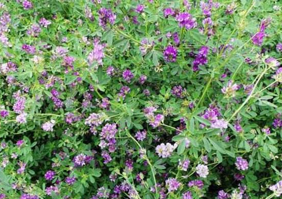 紫花苜蓿草如何种植