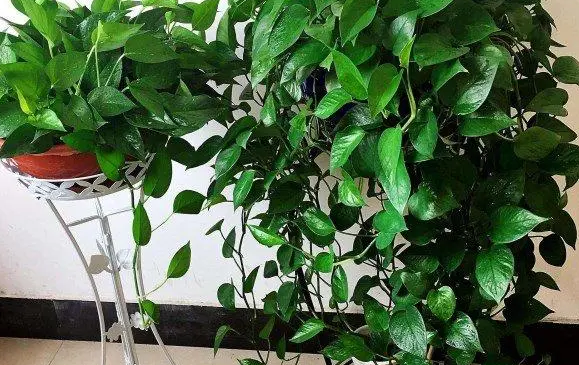 绿萝花的养护方法是什么呢