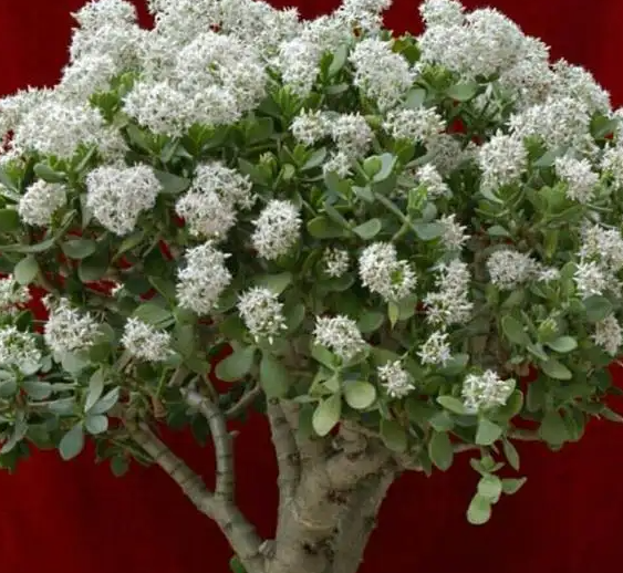 玉树什么时候扦插最好