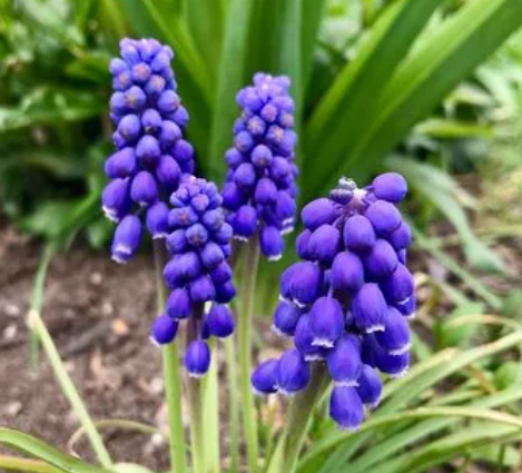 葡萄风信子开完花以后怎么处理