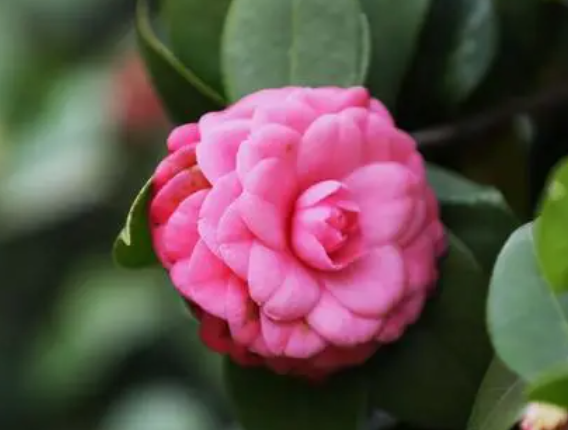 茶花开花前可以施肥吗