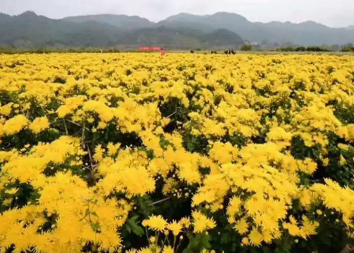 种植哪种菊花利润高