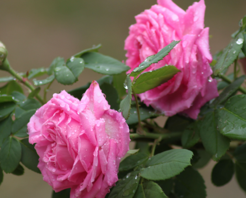 月季花啥时候插枝好活