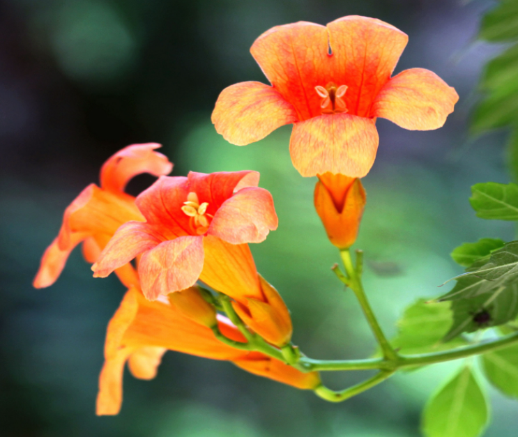 凌霄花扦插最简单方法是什么
