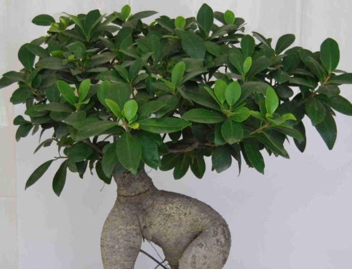 榕树配什么样的花盆好看