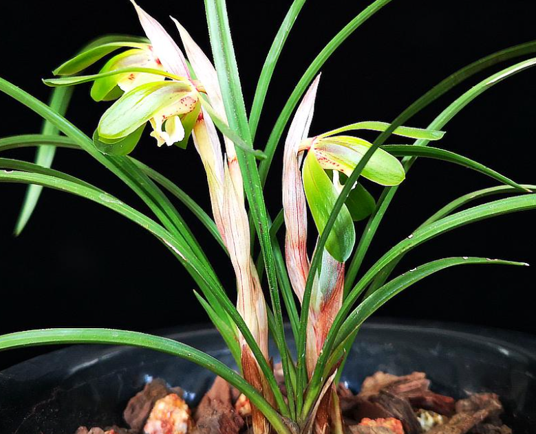 兰花有四季开花的吗