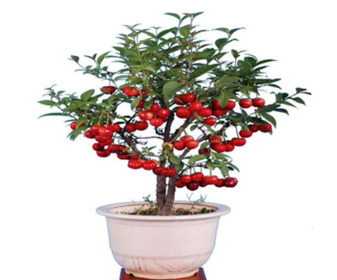 盆栽樱桃树用什么土壤比较好