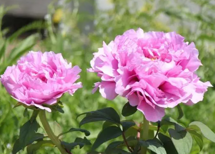 门前种什么花草最旺宅