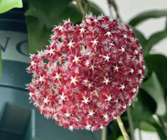 球兰花如何种植呢