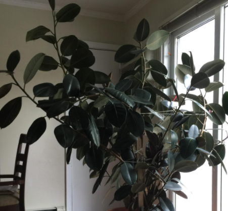 橡皮树太高了怎样修剪才好