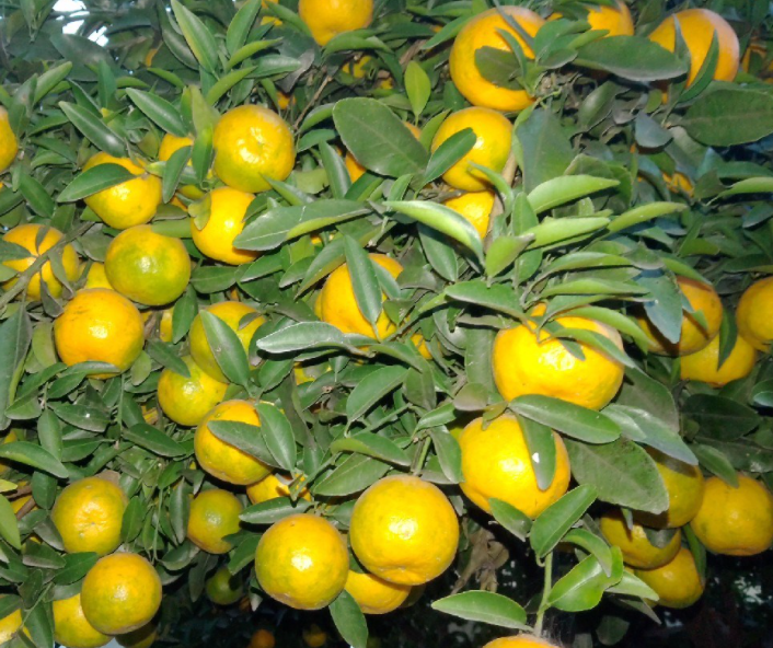实生桔子树会结果吗