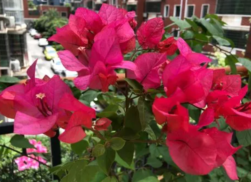 三角梅什么时候修剪比较容易开花