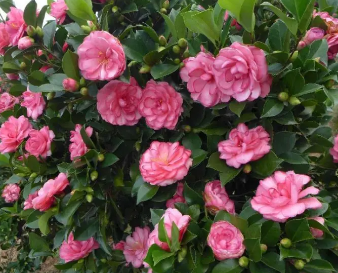 茶花是喜阴还是喜欢太阳