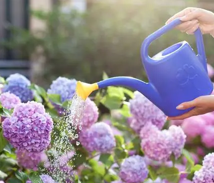 蜂蜜能浇花吗当肥料用