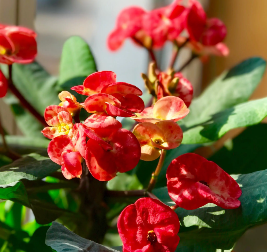 虎刺梅为什么不开花