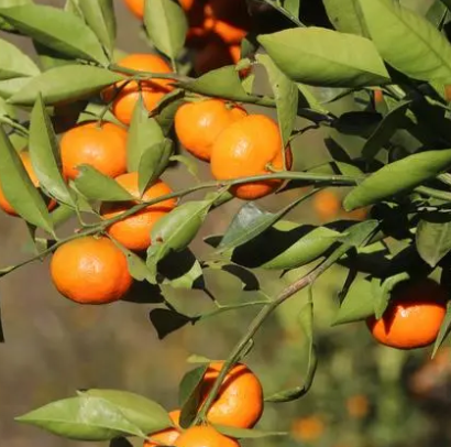 桔子树怎样移栽成活