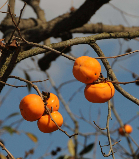 修剪柿子树枝在什么时候