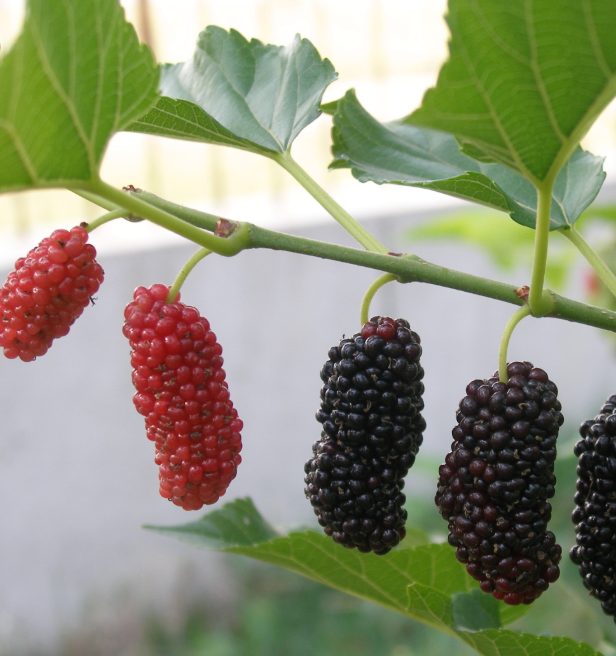 桑树生根的最快方法