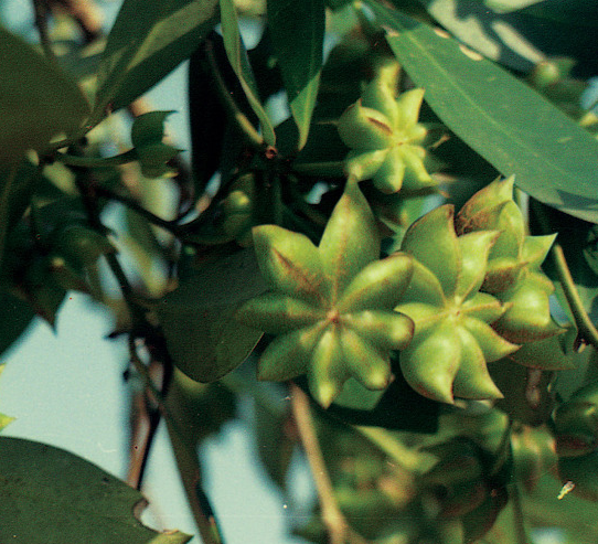 八角树修剪技术