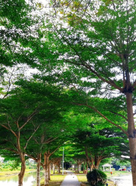 榉树在西安能成活吗