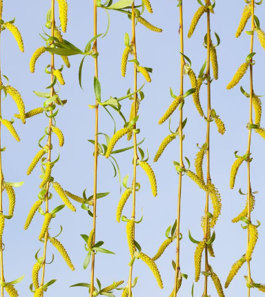 柳条花养殖注意什么