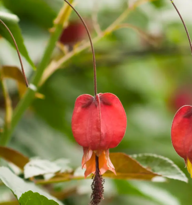 红灯笼花耐寒吗