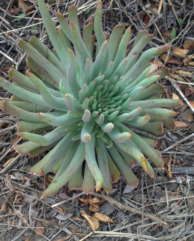 石莲花长什么样