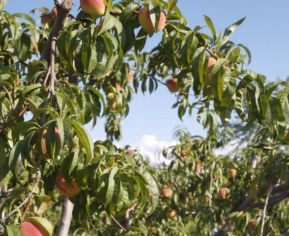 种桃树的风水禁忌