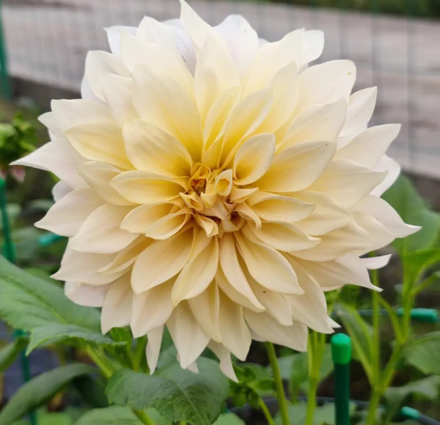 大丽花能耐的最低温度