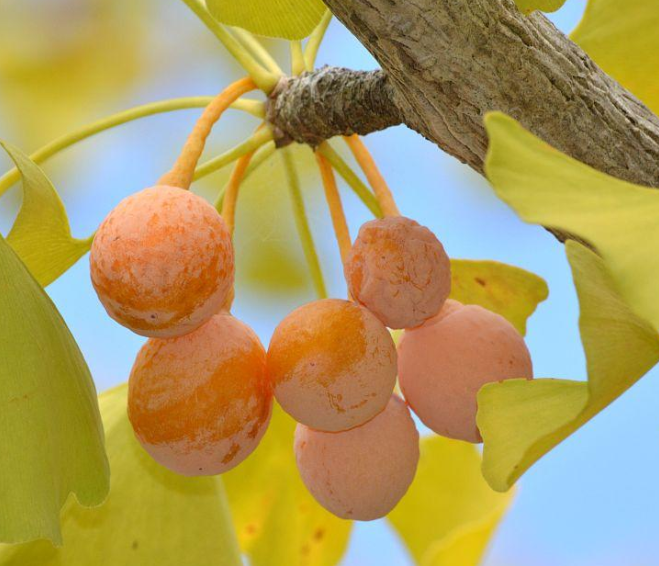 银杏树的果子能不能吃