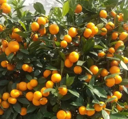 盆栽桔子树的种植与管理