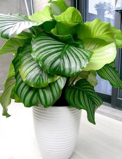 青苹果花怎么繁殖