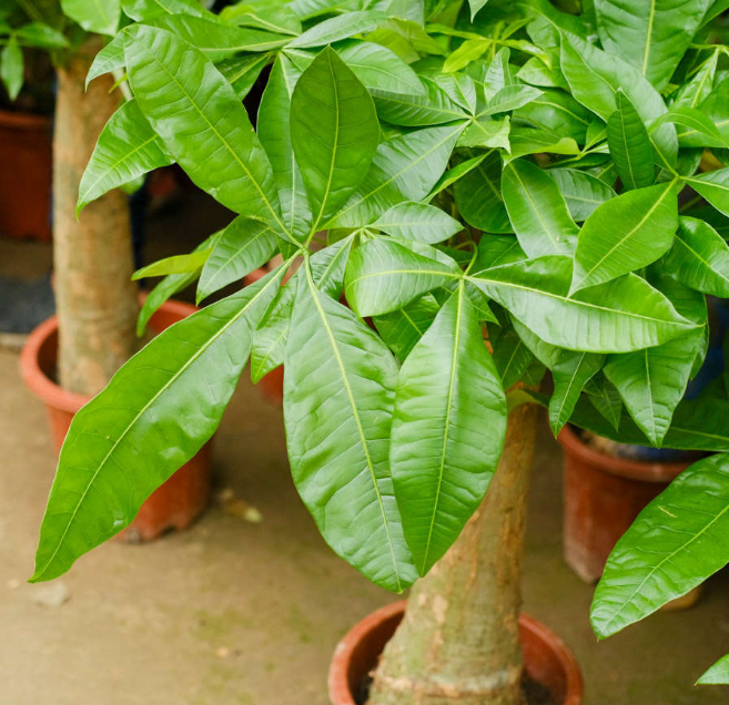 多肉植物吸财树有毒吗