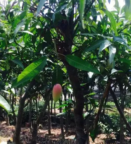 芒果树能长多高
