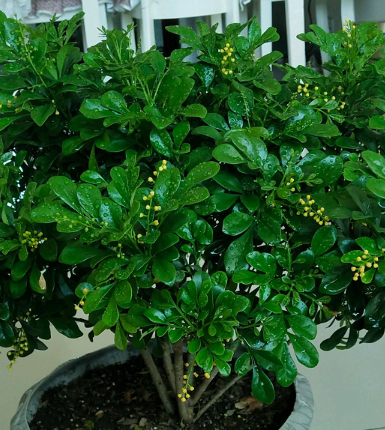 米兰花可以嫁接吗