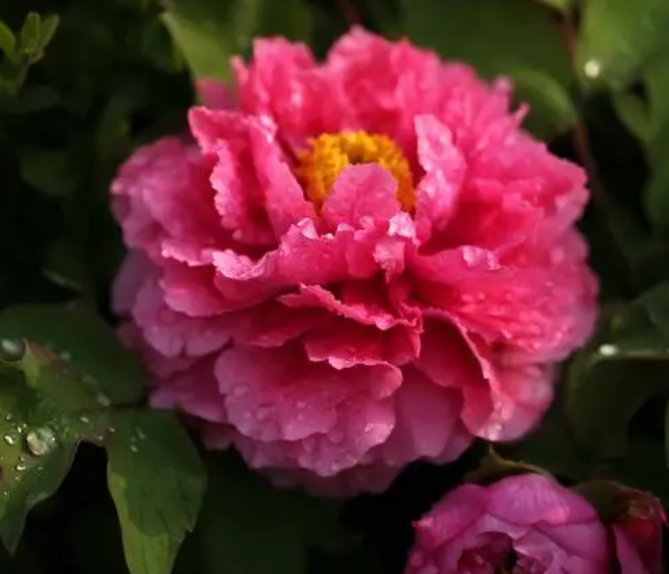 牡丹花栽培技术与管理