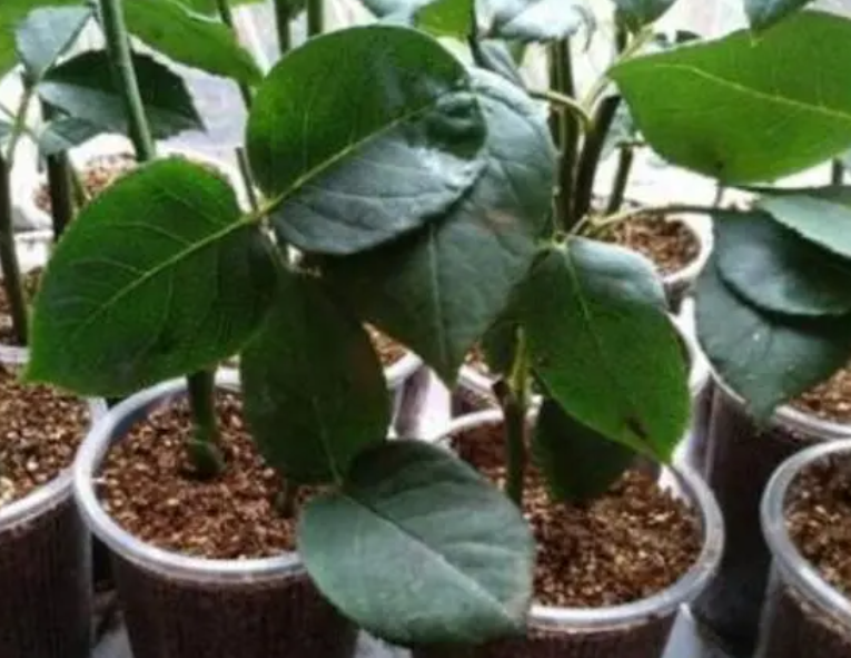 冬季月季花的扦插方法