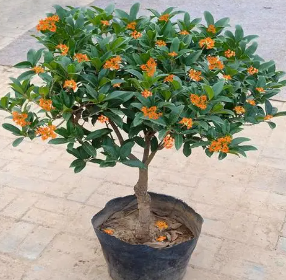 为什么阳台盆栽桂花难养