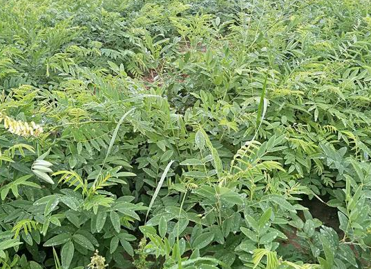 苦参适合种植在树林地吗