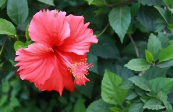 扶桑花生长环境