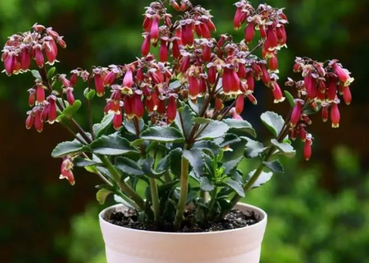 宫灯长寿花一年开几次