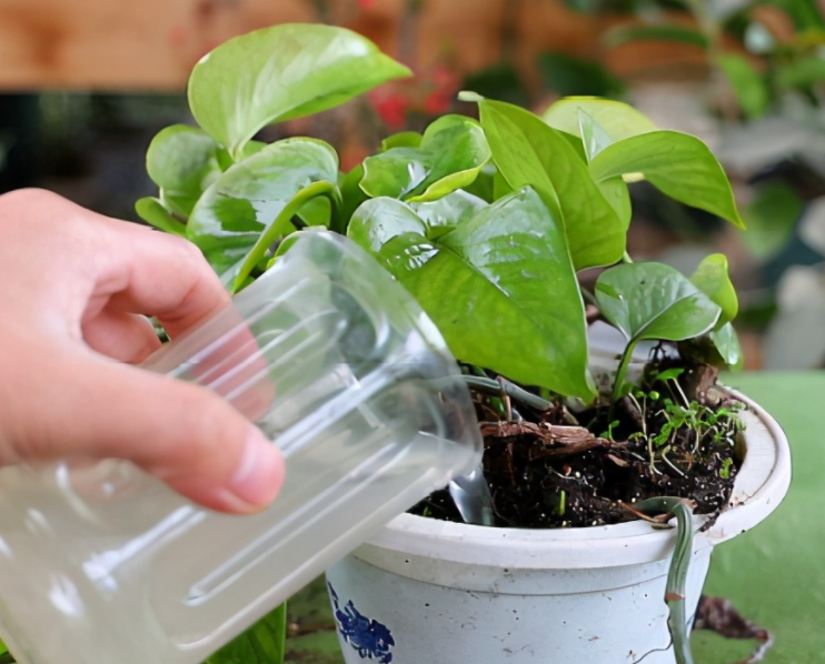 米汤发酵多久可以浇花