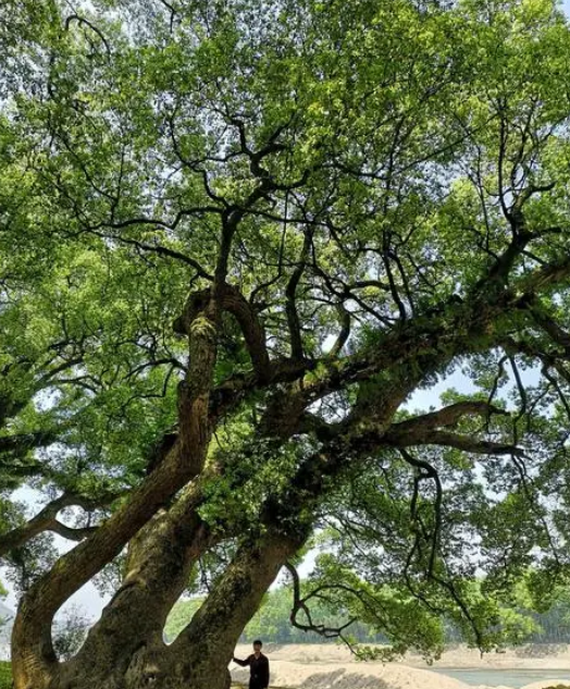 房子面前可以种樟树吗