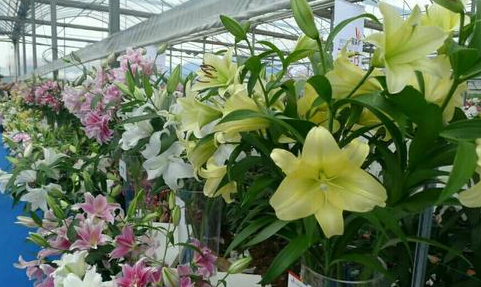 百合花怎么栽培