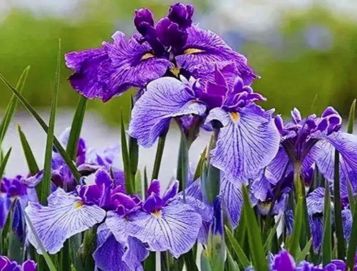 鸢尾花开花时间为什么那么短