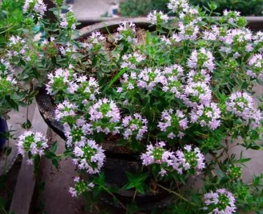 百里香什么时候开花