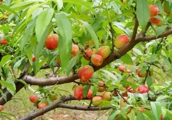 桃树七八月份能栽种吗