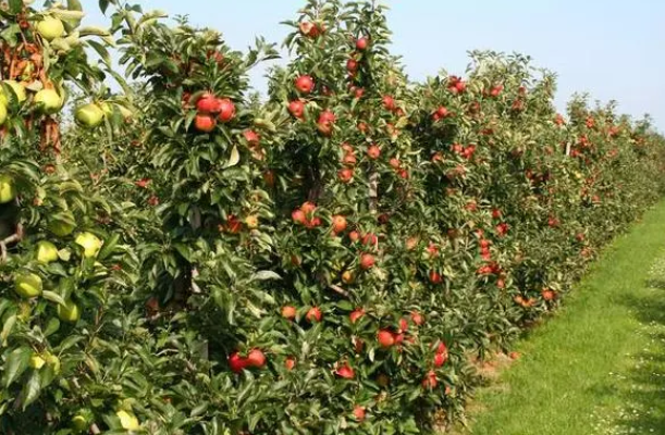 一般苹果树用的是什么肥料