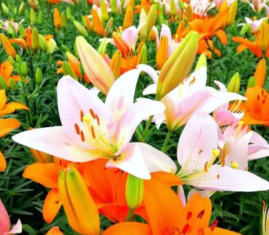 百合花的花期有多长